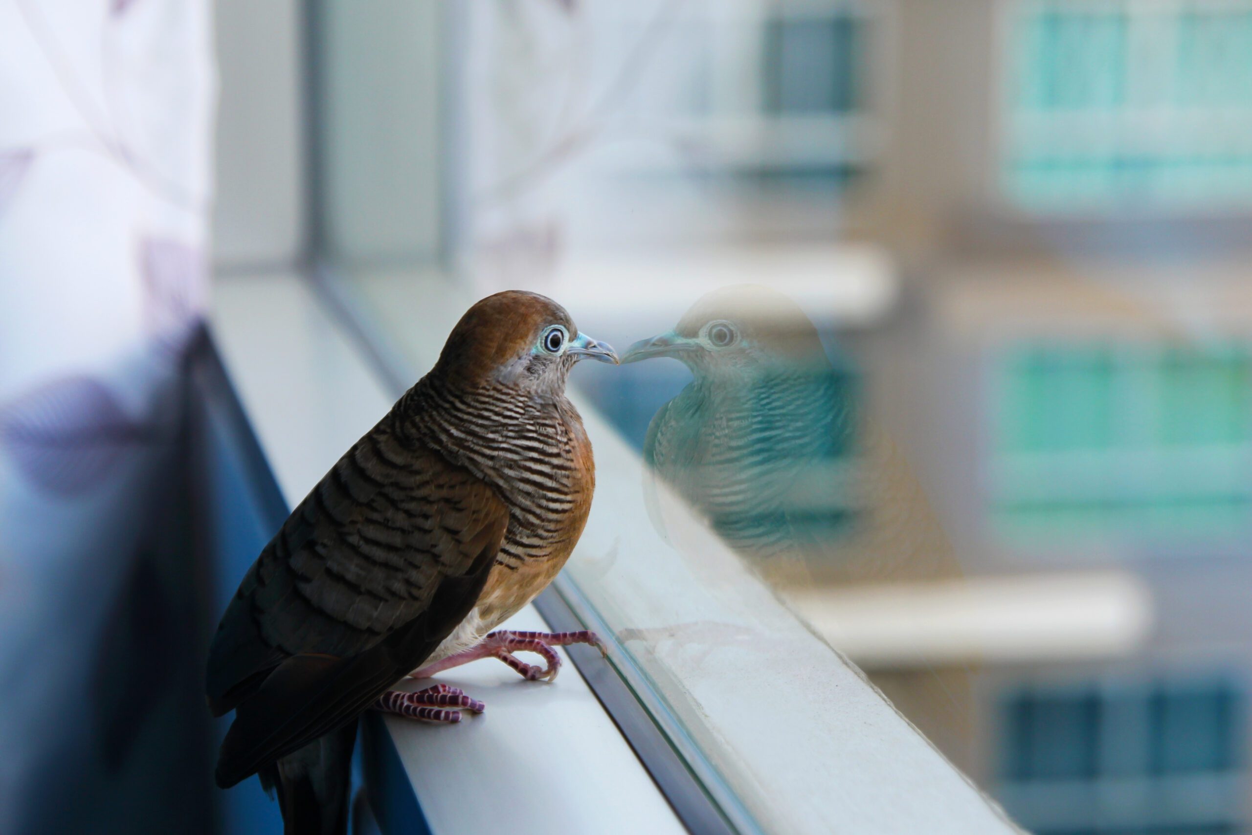 bird safety window film riverside
